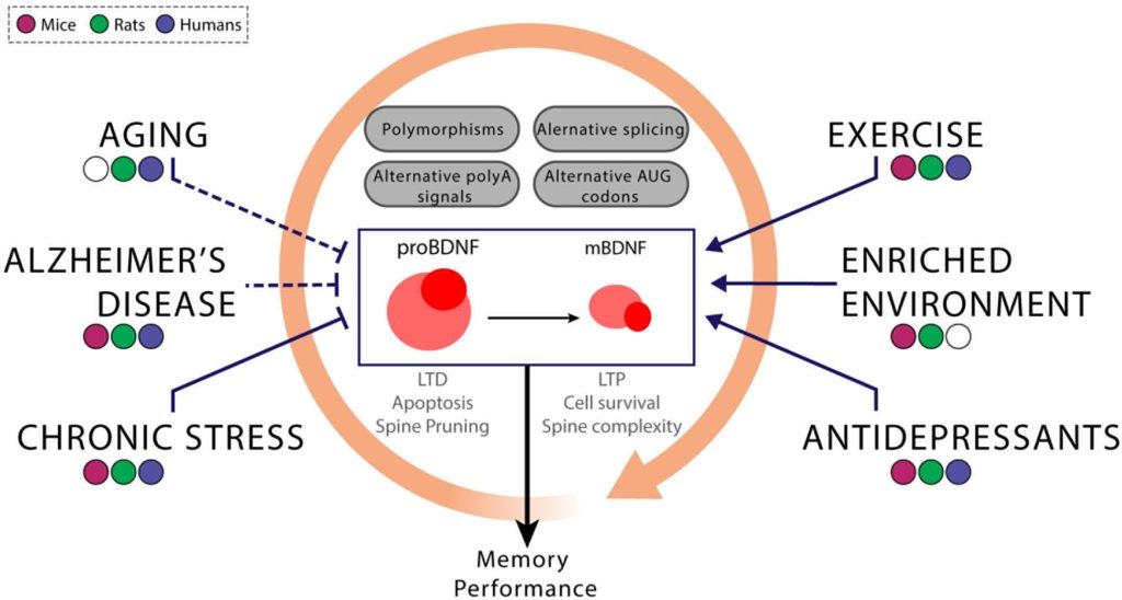 BDNF-第二型糖尿病-認知衰退-記憶力-影響因素